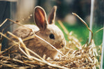 Complete range of rabbit, giunea pig and other small animal bedding | Bunny Bistro