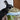 Bunny Bistro Canadian Timothy Hay Twin Pack 2 x 500g