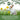 Bunny Bistro Premium Timothy Hay 2nd Cut 1kg Bale
