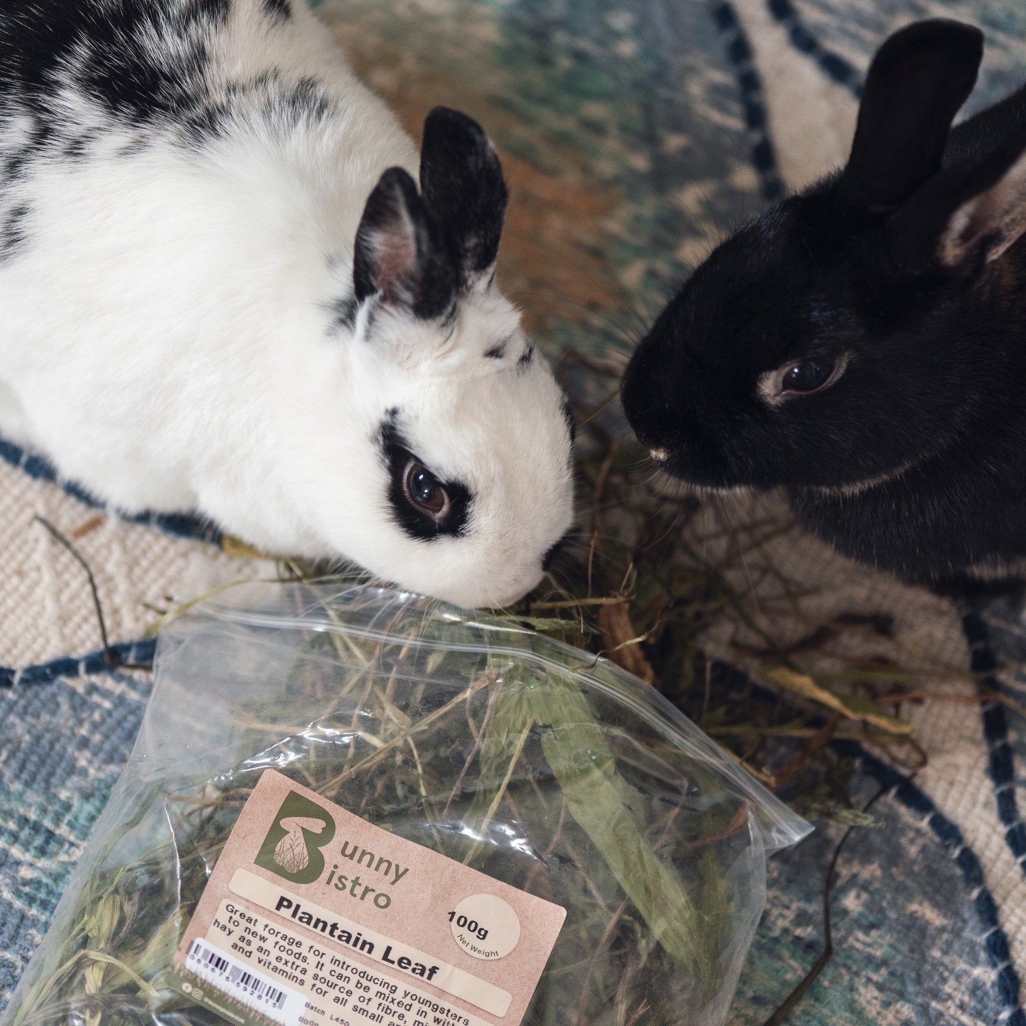 What is Better for Rabbits: Dried Forage or Fresh? – Bunny Bistro