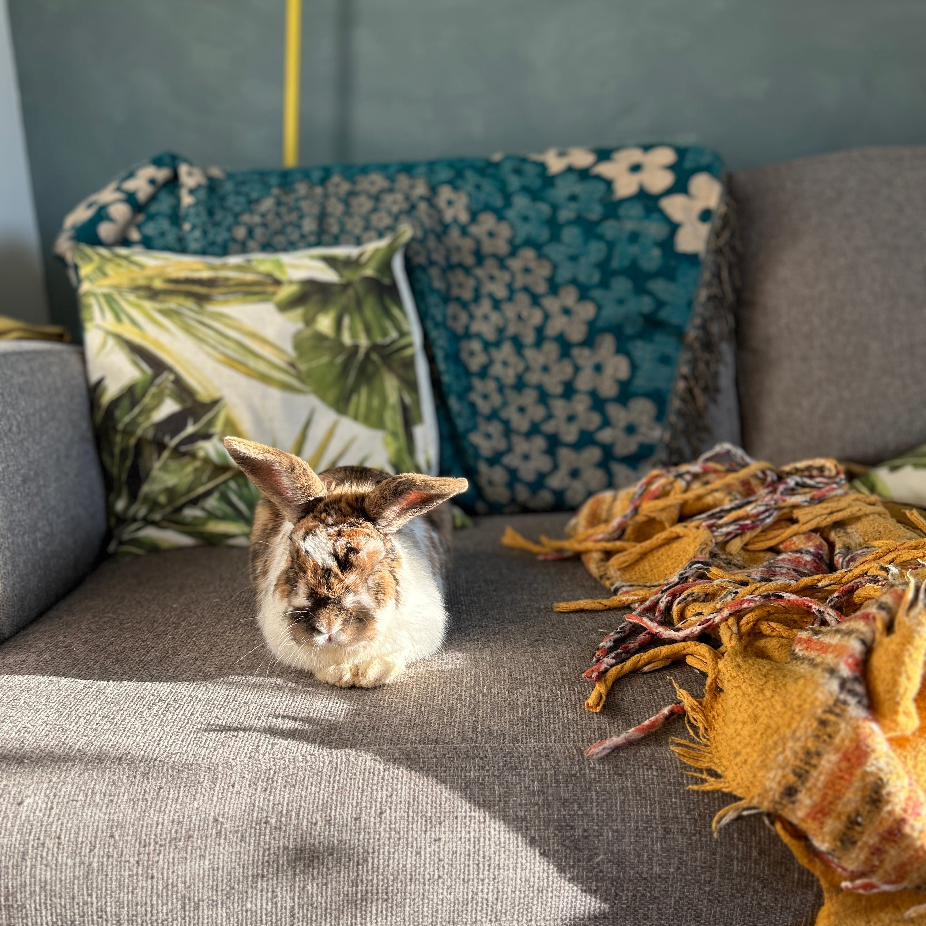 Top Tips for Keeping Your Rabbits Cool This Summer – Bunny Bistro