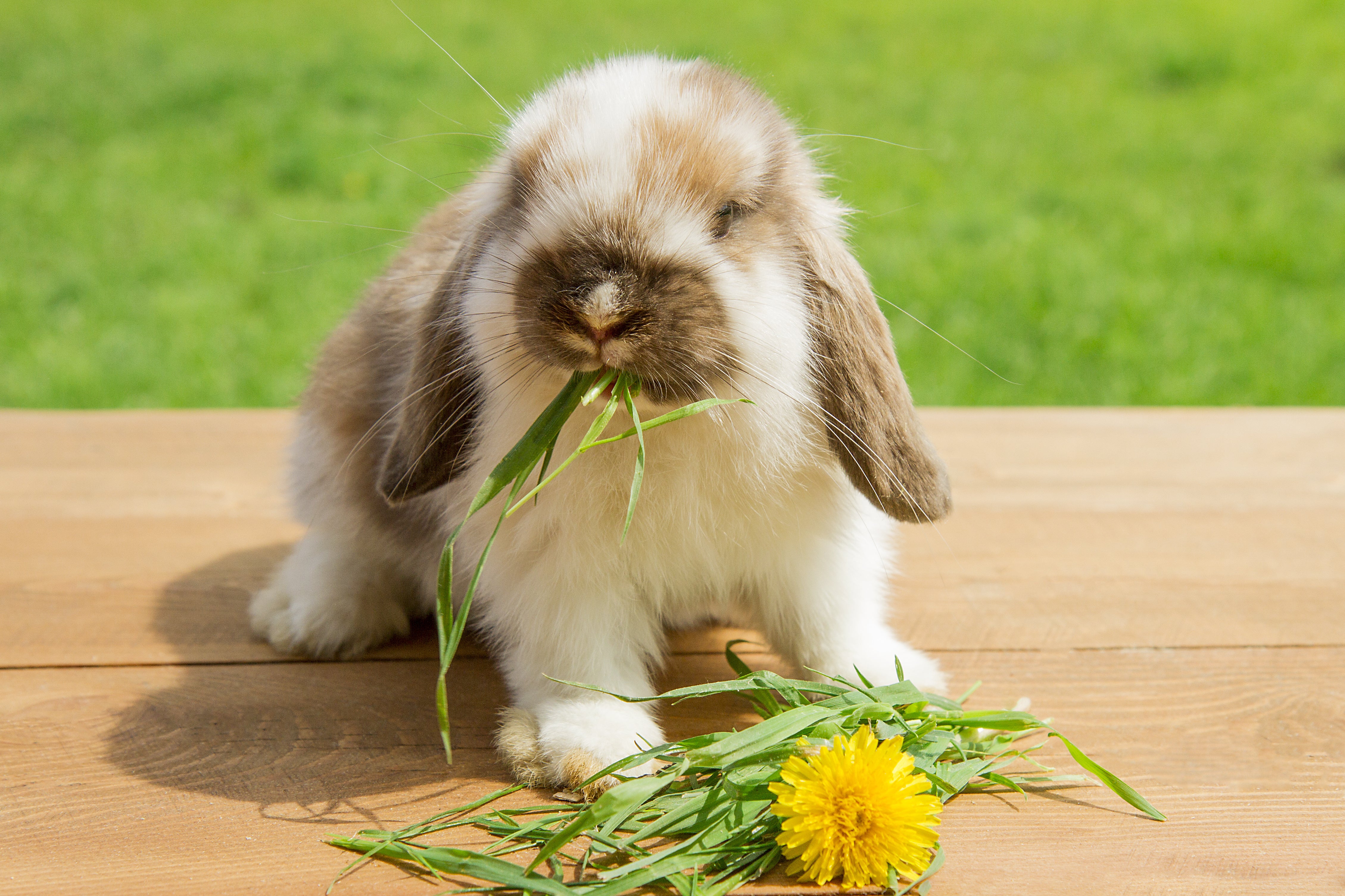 Natural Forage for Rabbits, Guinea Pigs & Small Animals – Bunny Bistro