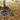 For Chinchillas