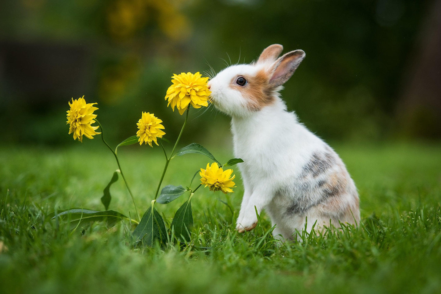 Pet Rabbit with Yellow Flowers | Bunny Bistro