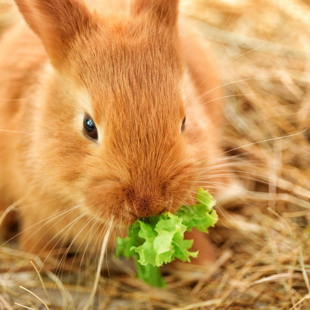 Pet Rabbit eating lettuce | Bunny Bistro