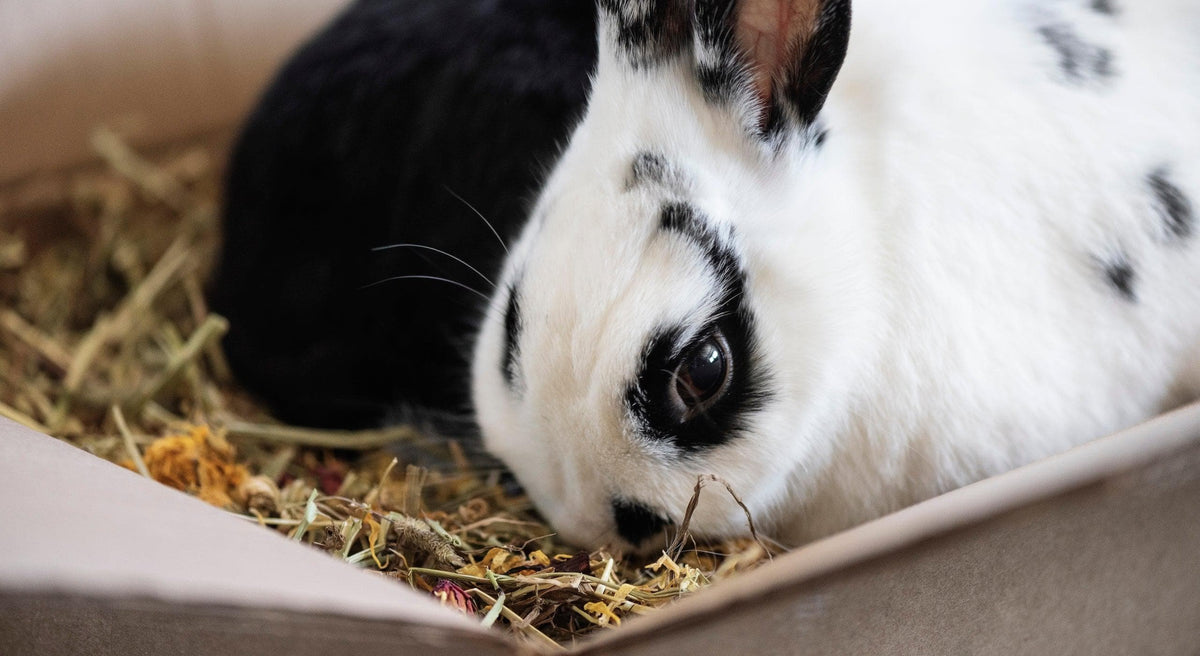 Bunny Bistro UK | The Home of Natural Forage | Rabbit & Pet Food