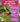 Bunny Bistro Forage Lollies 2pk