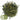 Bunny Bistro Norfolk Nettle Stalks Box