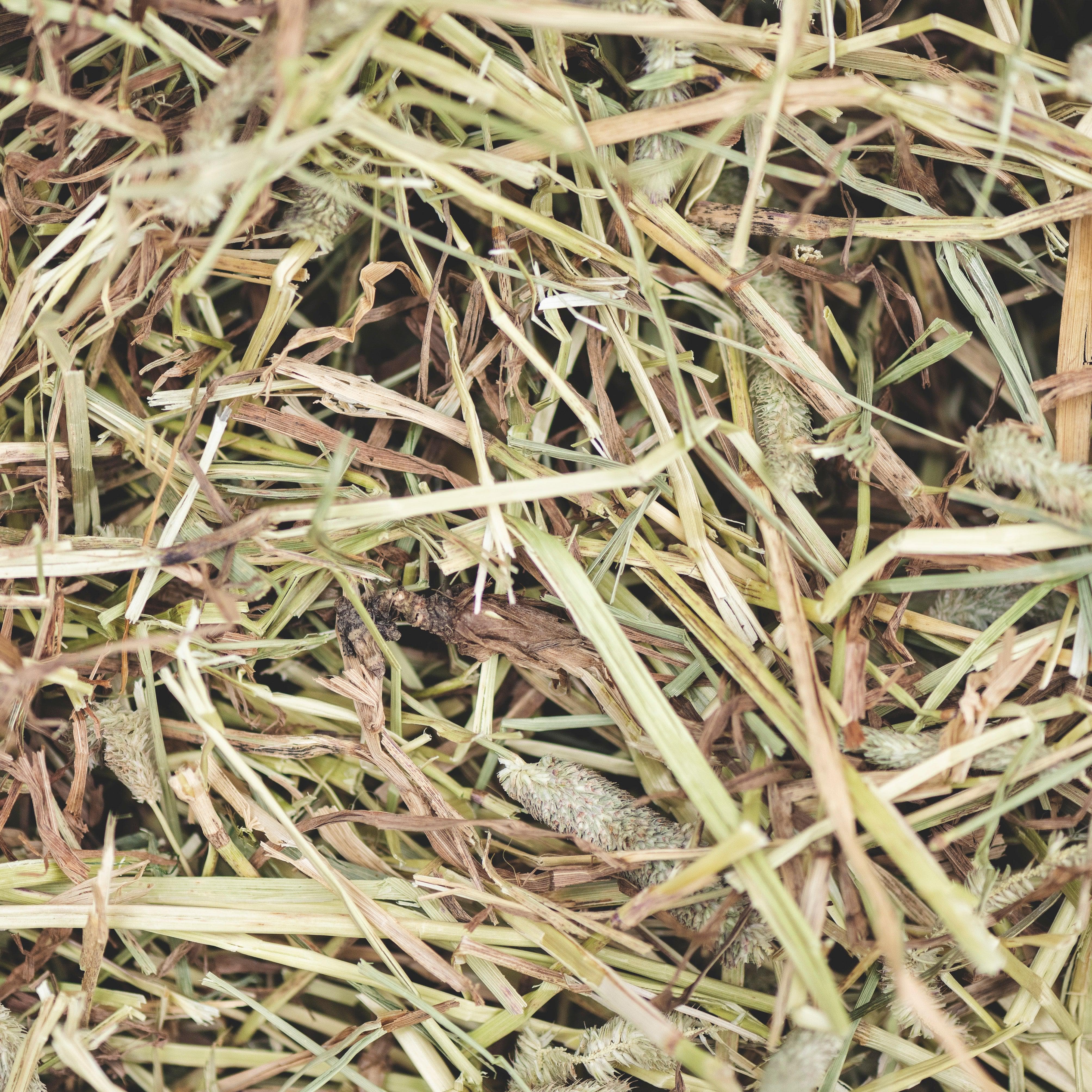 Timithy Hay Rabbit 1st Cut Timothy Hay – 1kg Premium UK-Grown Bale for Rabbits – Bunny Bistro
