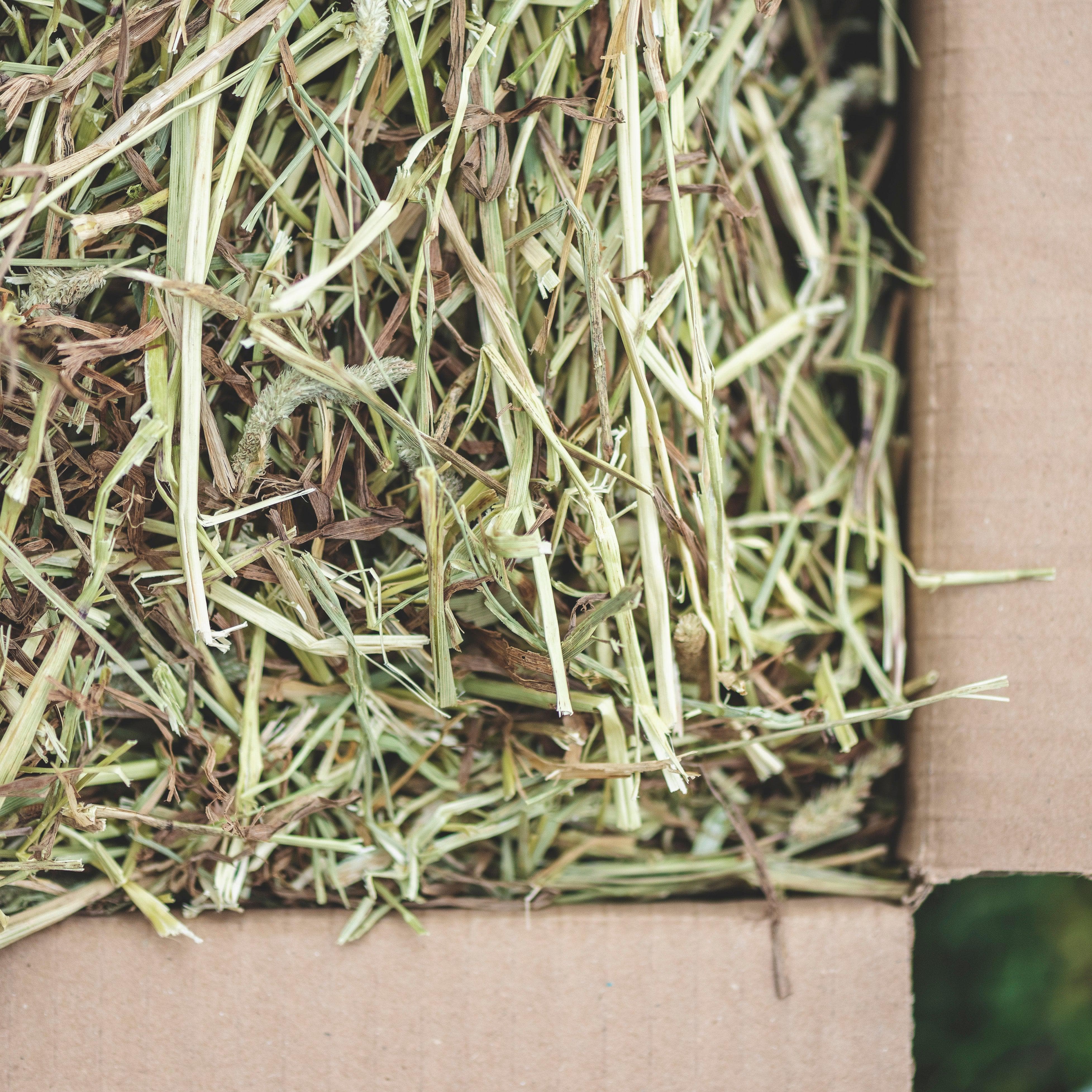 First Cut Timothy Hay – Premium 4kg UK-Grown Rabbit Forage – Bunny Bistro