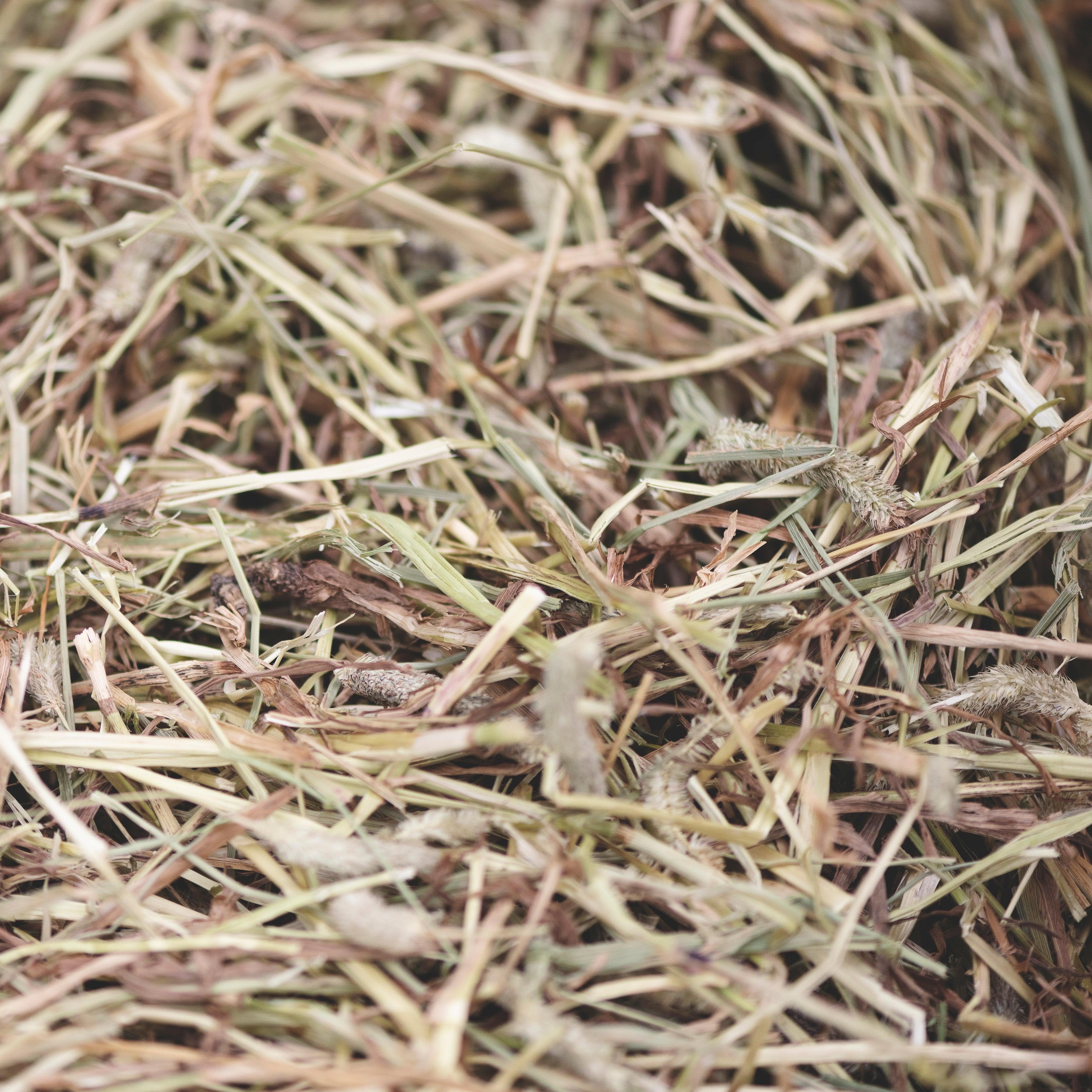 First Cut Timothy Hay – Premium 4kg UK-Grown Rabbit Forage – Bunny Bistro