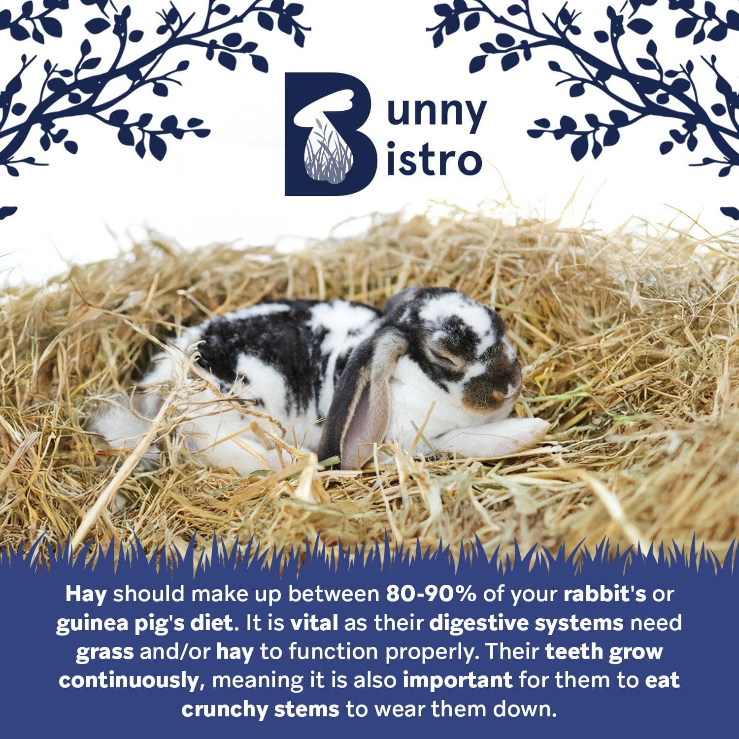 First Cut Timothy Hay – Premium 4kg UK-Grown Rabbit Forage – Bunny Bistro