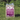 Bunny Bistro Premium Timothy Hay with Flowers 1kg Bale