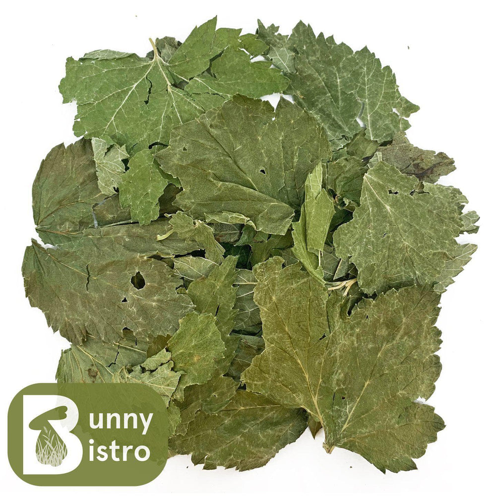 
                  
                    Load image into Gallery viewer, Bunny Bistro Blackcurrant Leaves
                  
                